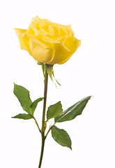 Image showing beautiful yellow rose