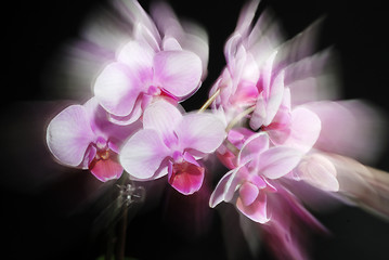 Image showing beautiful pink orchid on dark background