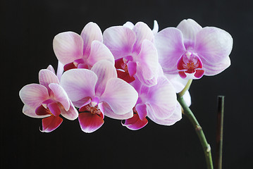 Image showing beautiful pink orchid on dark background