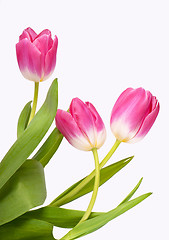 Image showing purple tulips