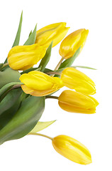 Image showing yellow tulips