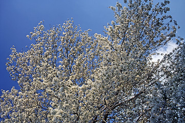 Image showing Cherry Blossom