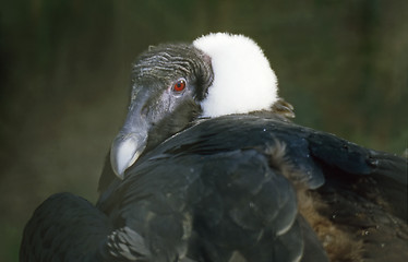 Image showing Andean Condor