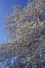 Image showing Cherry Blossom