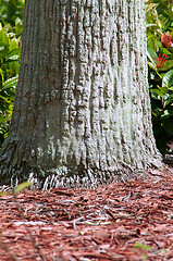 Image showing base of palm showing small roots