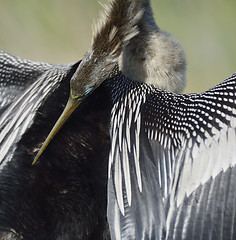 Image showing American Anhinga