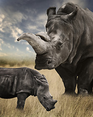 Image showing Mother And Baby White Rhino