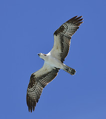 Image showing Soaring Osprey 