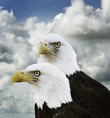 Image showing American Bald Eagles