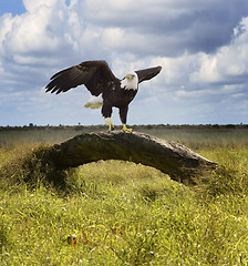 Image showing American Bald Eagle