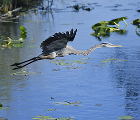 Image showing Great Blue Heron