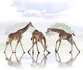 Image showing Giraffes