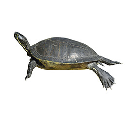 Image showing Florida Cooter Turtle