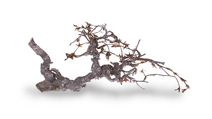 Image showing Dry branch