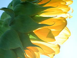 Image showing Sunflower Lit