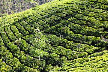 Image showing mountain tea plantation in India