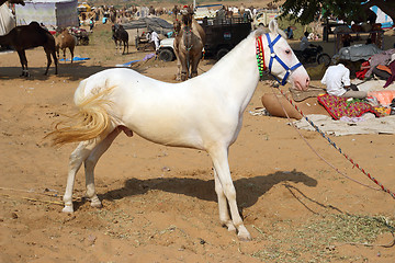 Image showing white stallion at Pushkar Camel Fair