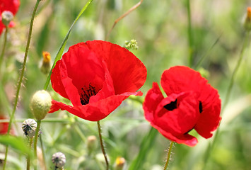 Image showing red poppy flowers in field