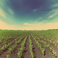 Image showing corn field - vintage retro style