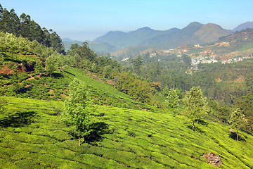 Image showing mountain tea plantation landscape in India