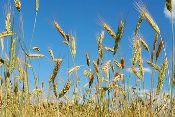 Image showing Cereal