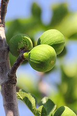 Image showing green figs on tree