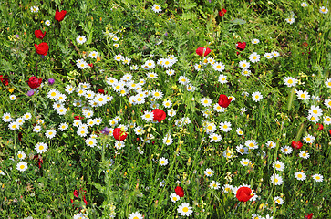 Image showing chamomiles and poppies on meadow