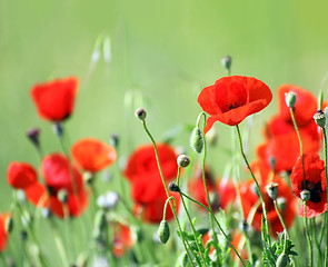 Image showing red poppy flowers in field