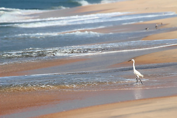 Image showing white heron on beach