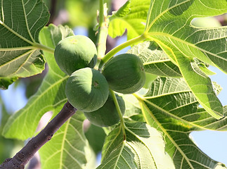 Image showing green figs on tree