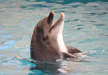 Image showing dolphin in water