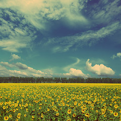 Image showing sunflowers field - vintage retro style