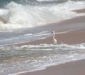 Image showing white heron on beach