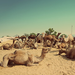 Image showing Pushkar Camel Fair - vintage retro style