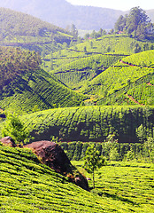 Image showing mountain tea plantation in India