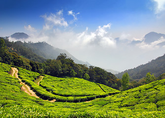 Image showing mountain tea plantation in India