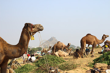 Image showing camels during festival in Pushkar