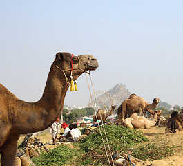 Image showing camels during festival in Pushkar