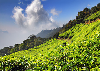Image showing mountain tea plantation in India