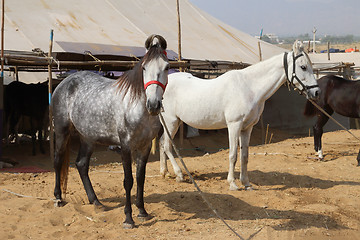 Image showing horses at Pushkar Camel Fair