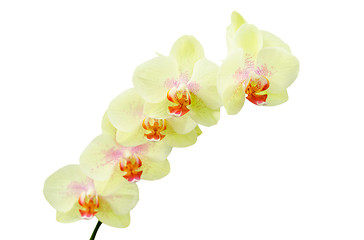 Image showing Pastel colored yellow green orchids flower