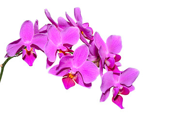 Image showing Elegant branch of exotic flowers with purple petals
