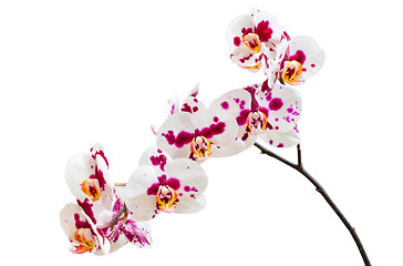 Image showing Orchid flowers with purple white spotted petals