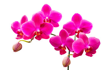 Image showing Vibrant colored lilac flowers of orchids