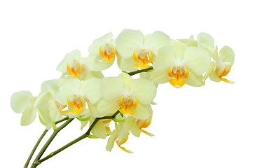 Image showing Bouquet of pastel colored delicate spring orchid flowers