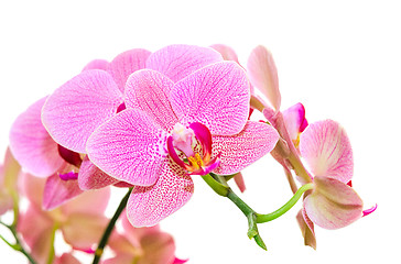 Image showing Sunlight spring orchid flower bright spotted