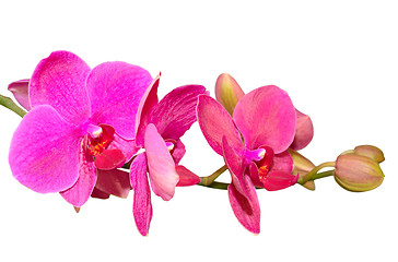 Image showing Branch of romantic beautiful violet orchids flower