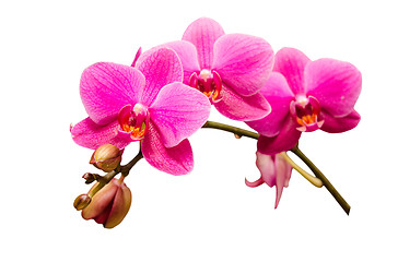 Image showing Isolated on white single branch of purple orchid flower