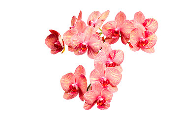 Image showing Big bunch of pink tint orchid delicate flowers