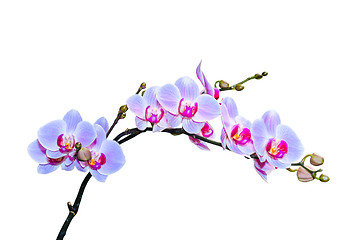 Image showing Fragile branch of vibrant purple blue colored orchids